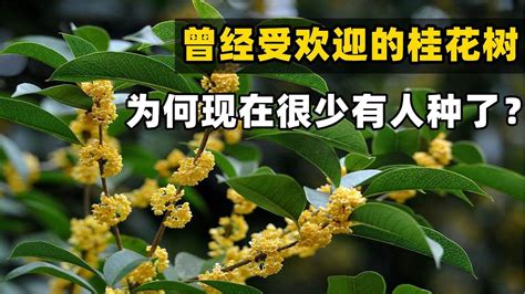 桂花好種嗎|桂花